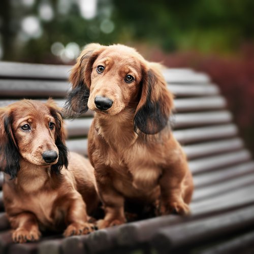 two adorable dachshund puppies posing together on a bench